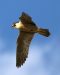 4-Faucon pèlerin | Falco peregrinus | Peregrine Falcon