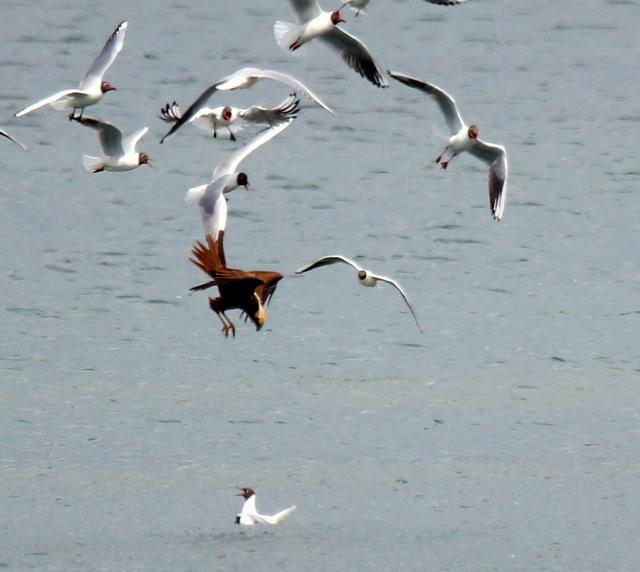 Busard des roseaux à l’attaque