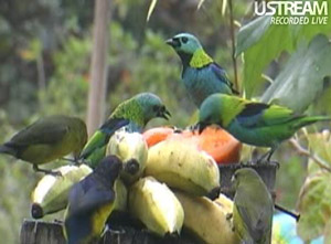 Deux webcams très exotiques