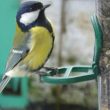 Nourrir les oiseaux en hiver : d’autres informations