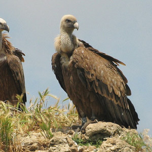 Un nouveau décret royal important pour les vautours