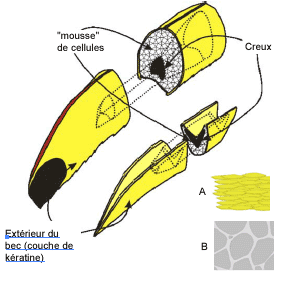 Le bec du toucan est un bijou de mécanique