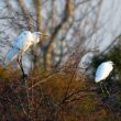 Pourquoi voit-on de plus en plus de Grandes Aigrettes en France ?