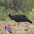 Un Ibis chauve observé en Ardèche