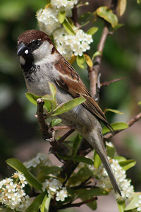 Le Moineau cisalpin est bien une espèce distincte