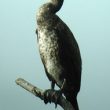 Identifier les cormorans juvéniles en Europe