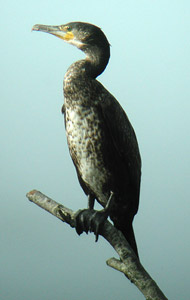 Identifier les cormorans juvéniles en Europe