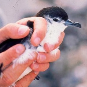 Découverte d’une nouvelle espèce d’oiseau dans l’archipel d’Hawaii