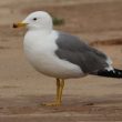 Différencier les Goélands d’Arménie et leucophée