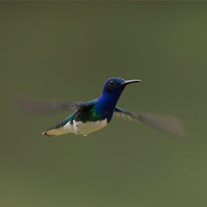Les colibris, des oiseaux étonnants