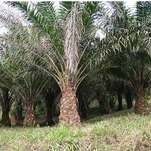 L’huile de palme pourrait-elle aider à sauver la forêt amazonienne ?