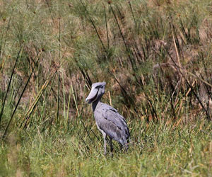 Les fleurs et les immeubles menacent la Lutembe Bay