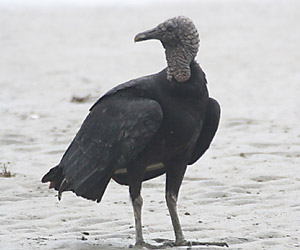 Les urubus et les hirondelles responsables de coupures électriques dans une ville amazonienne