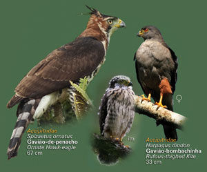 Une affiche pour soutenir la réserve Rio das Furnas