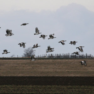 Trois bons secteurs pour observer les oiseaux dans les plaines slovaques