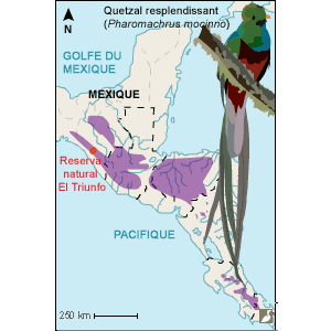 Croissance de la population du Quetzal resplendissant dans la réserve El Triunfo