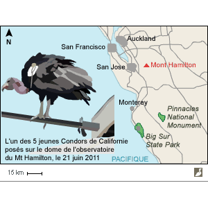 Cinq Condors de Californie près de la Silicon Valley !