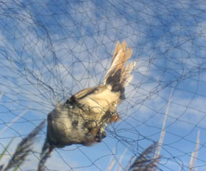 La capture par filet est-elle une méthode risquée pour les oiseaux ?
