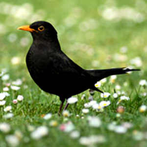 Des Merles noirs devenus cannibales à cause de la sécheresse