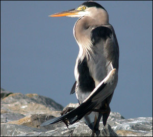 Nos oiseaux communs au Japon : le cas du Héron cendré