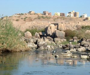 Bons sites ornithologiques égyptiens : autour d’Assouan et d’Abou Simbel