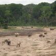 Dénombrement des rapaces diurnes dans les aires protégées de Dzanga-Sangha (RCA)