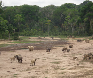 Dénombrement des rapaces diurnes dans les aires protégées de Dzanga-Sangha (RCA)