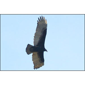 Trois Urubus à tête rouge aideront la police allemande