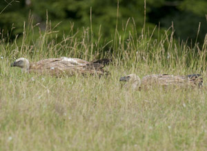 En Lorraine, les cadavres n’attirent pas que des Milans royaux