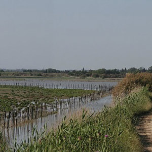 Le domaine de Tartuguière : Laro-limicoles et raretés