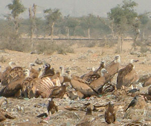 Un espoir pour les vautours du sous-continent indien