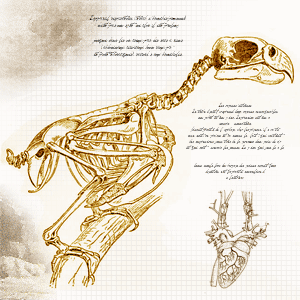 L’anatomie de l’oiseau : conçu pour voler