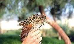 Vous avez trouvé un oiseau bagué en France : que faire ?