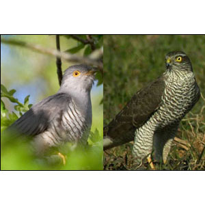 Une nouvelle ruse du Coucou gris !