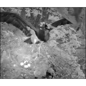 Pillage en direct d’un nid de Cigognes noires par une Martre des pins