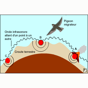 L’ouïe : nouvelle théorie pour expliquer l’orientation des pigeons migrateurs ?