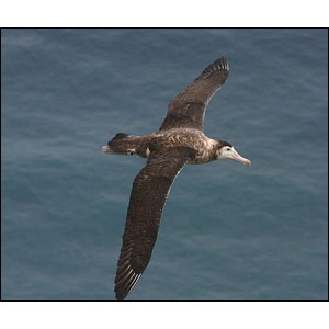 Une analyse génétique confirme le rang d’espèce de l’Albatros d’Amsterdam