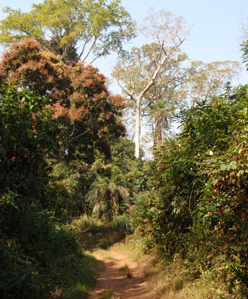 Observations intéressantes dans le Parc National d’Outamba-Kilimi