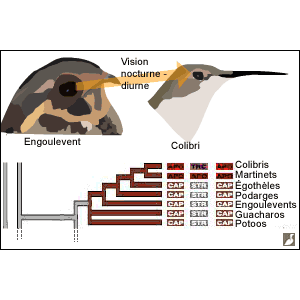 Une possible évolution d’oiseaux diurnes à partir d’espèces nocturnes ?