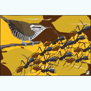 Deux espèces de troglodytes parasitent aussi les fourmis dans les forêts sèches