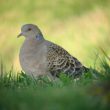 Observation et identification d’une Tourterelle orientale dans le Lot-et-Garonne en février 2012