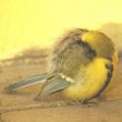 Comment les oiseaux supportent-ils les nuits d’hiver et comment les aider ?