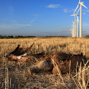 Un indice pour réduire la mortalité des oiseaux causée par les éoliennes