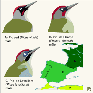 Pics vert, de Sharpe et de Levaillant : où en sommes-nous ?