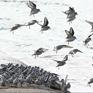 L’OOF, une stratégie des bécasseaux pour se protéger des rapaces