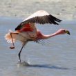 Les flamants dans les Andes : une vie déjà rude, encore compliquée par l’Homme
