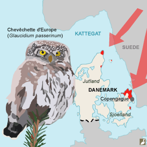Forte irruption de Chevêchettes d’Europe au Danemark