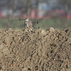 A propos d’un Faucon gerfaut présent en Belgique depuis le début de l’hiver