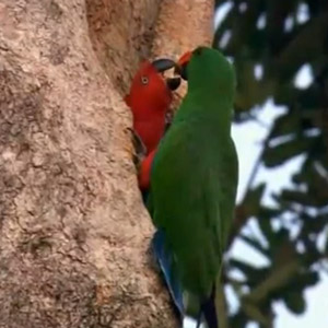 Des perroquets pas comme les autres