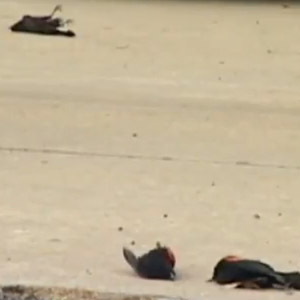 Morts collectives d’oiseaux : feux, Hitchcock et pies chinoises